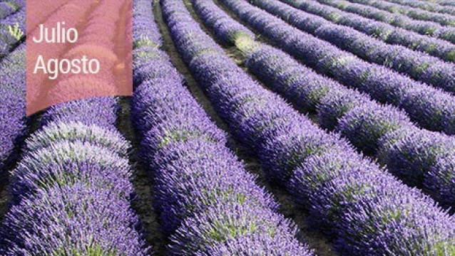 Floración de la lavanda